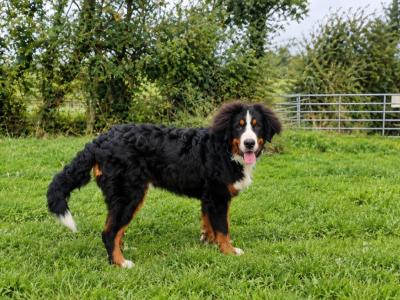 IKC Registered male Bernese Mountain Dog puppy 7 months old in Meath – Loving Home Wanted